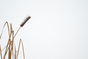 A snowy reed cigar on a stem in winter.