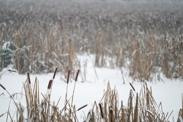 A snowy reed cigar on a stem in winter.
