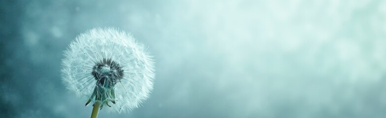 abstract close up of dandelion on blue background  horizontal wallpaper with large copy space for text. Condolence, grieving card, loss, funerals, support - obrazy, fototapety, plakaty