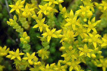 Stonecrop (Sedum acre) grows in the wild