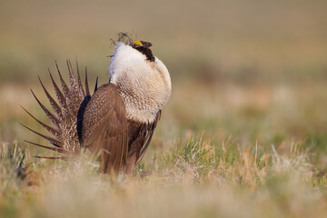Greater Sage-grouse performs mating display