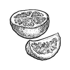Hand drawn sliced pieces of common or apple guava fruit. Vector sketch of vitamin salad ingredient. Vegan, vegetarian food or nutrition for dessert. Cook or recipe book illustration. Organic culinary
