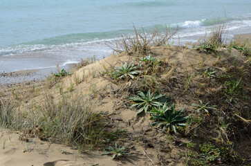 Plants on small dune at natural coastline in beach of Marbella, Andalusia, Spain. - 711732428