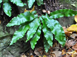 In the wild, fern Asplenium scolopendrium grows