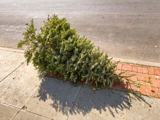 discarded Christmas tree left on a sidewalk