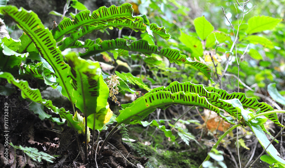 Poster In the wild, fern Asplenium scolopendrium grows