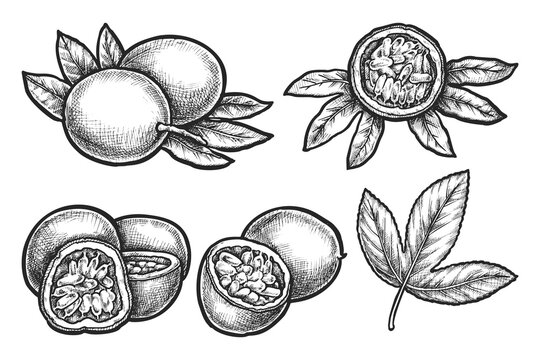 Vector sketches set of passion fruit. Sliced and halved tropical edible pepo berry. Realistic hand drawn plant for botany or biology illustration. Vegetarian or vegan meal. Semitropical food. Maracuja