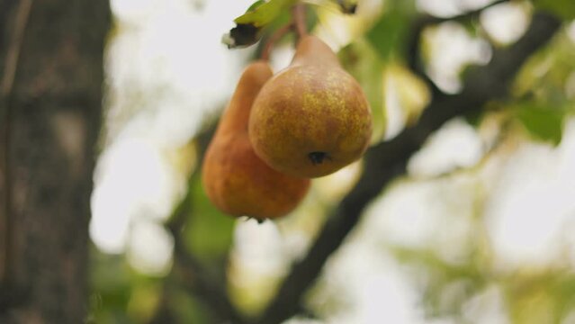 Ripe pears on a tree in the vegetable garden