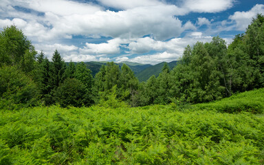 Bright green fern plants flourishing at the shelter of a mixed coniferous and beech forest. The luxuriant vegetation growth is seasonal: the photo is taken in June. Top view from a hill. Carpathia.
