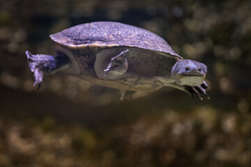 Long-necked siebenrock swimming turtle under the surface.