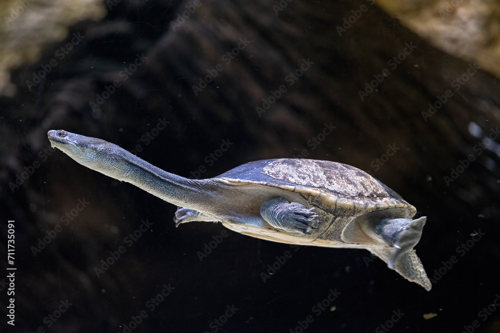 Wall mural Long-necked siebenrock swimming turtle under the surface.