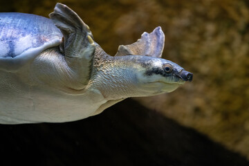 Obraz premium New Guinea carp in close-up on the head under the surface.