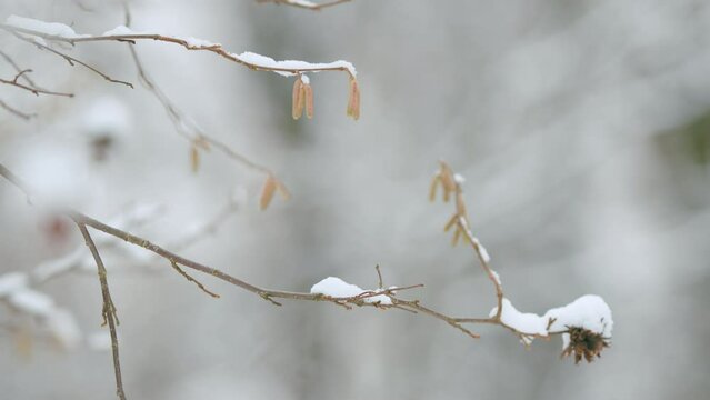 Winter Mood. Hazel Catkins With Snow. Hazel Blossom Or Corylus Heterophylla.