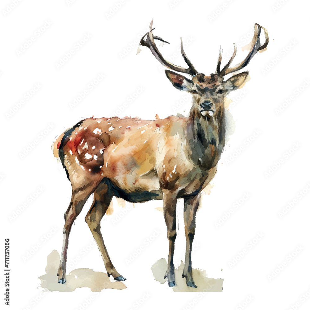 Wall mural Wildlife deer watercolor illustration on white background