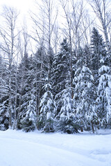 Snow-covered fir trees and trees in the forest