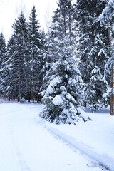 Fototapeta na wymiar Snowy road along the winter forest
