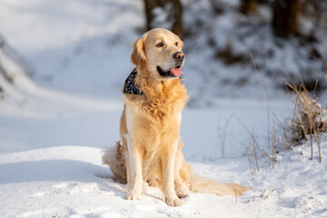 Golden Retriever Dog Sits Against Backdrop Of Winter Forest At Sunset