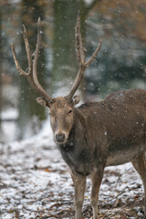 Naklejka na ściany i meble Male red deer with antlers outdoors in the snow.
