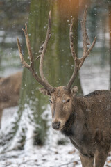 Male red deer with antlers outdoors in the snow.