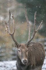 Male red deer with antlers outdoors in the snow.