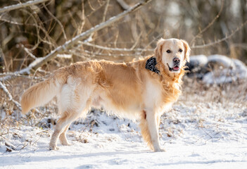 Golden Retriever Stands Tall In A Winter Park