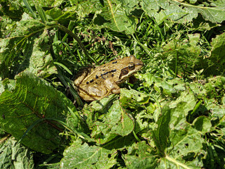 Une Grenouille