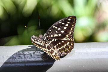 Papillon