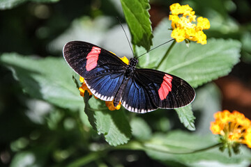 Papillon