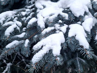 The branches of the blue spruce under the snow close-up. Selective focus.