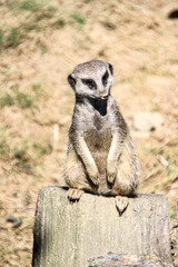 Suricate