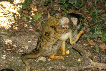 Bébé singe écureuil et sa mère...