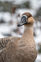 Swan goose in close-up on the head and with snow in the background.