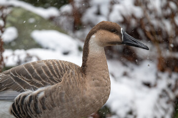 Swan goose in close-up on the head and with snow in the background.