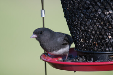 Dark-Eyed Junco at birdfeeder