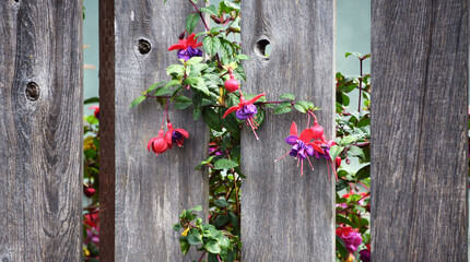 Blooming Between Slats of Fence