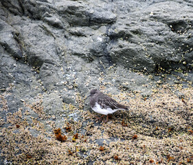 Blending into the Rock Face