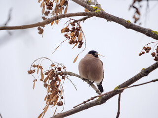 Eurasian Bullfinch - Pyrrhula pyrrhula feeding on the seeds near Danube river, Slovakia