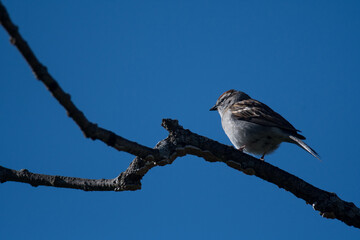 Obraz premium Chipping Sparrow on a tree branch
