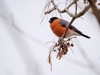 Eurasian Bullfinch - Pyrrhula pyrrhula feeding on the seeds near Danube river, Slovakia