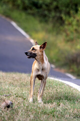 Dog on the road with different poses