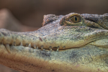 A scaly crocodile in head detail.
