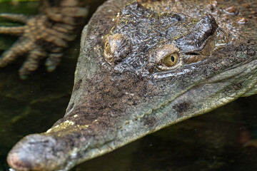 Obraz premium A scaly crocodile in head detail.