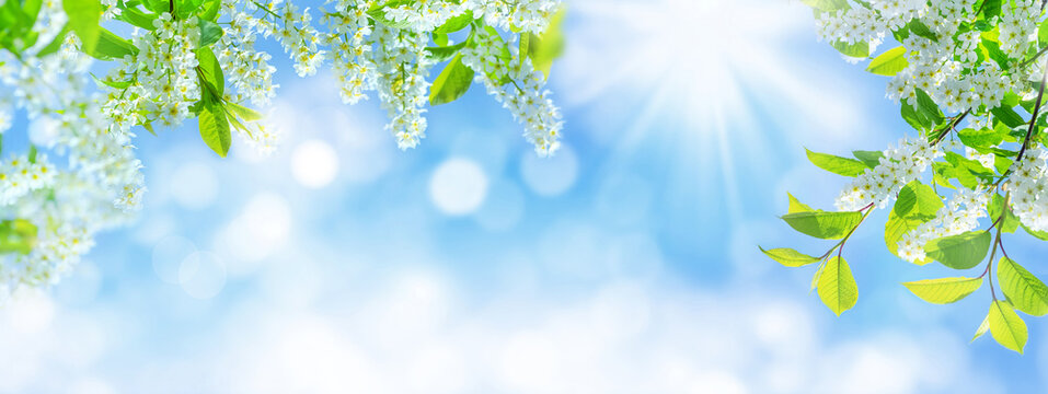 Spring background. Natural bright background with blooming bird cherry tree. Branches of a blooming bird cherry tree against a blue sky