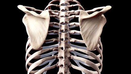 Posterior Thoracic Fusion with Pedicle Screws and Rods  on Black Background