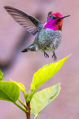 Anna's Hummingbird in Flight
Henderson, Nevada