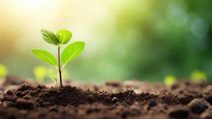 Young plants growing from the ground, Planting young plant seeds in the morning with nature background