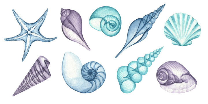 Watercolor nautical illustration, blue transparent shells, starfish, spiral, nautilus, mollusk