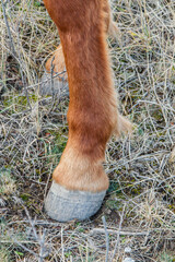 Horse leg in detail, caring for a pet horse on a farm