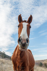 Funny brown horse - portrait. Horse head against the sky