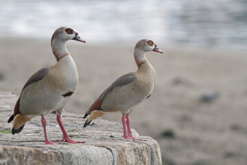 Beautiful egyptian geese